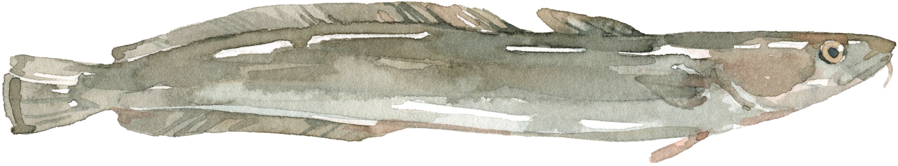 Lengfisch