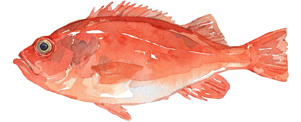 Fischlexikon: Rotbarsch