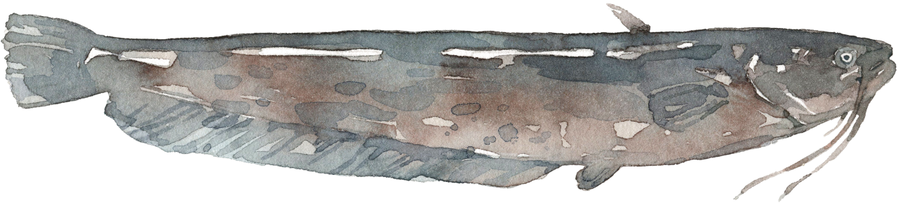 Fischlexikon: Wels