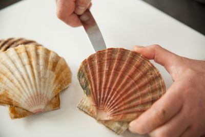 Wie öffne ich eine Jakobsmuschel? 