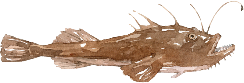Seeteufel