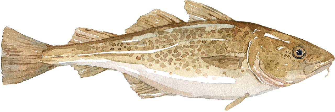 Fischlexikon: Kabeljau