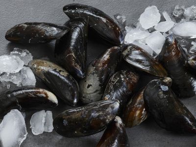 Kleine Muschelkunde