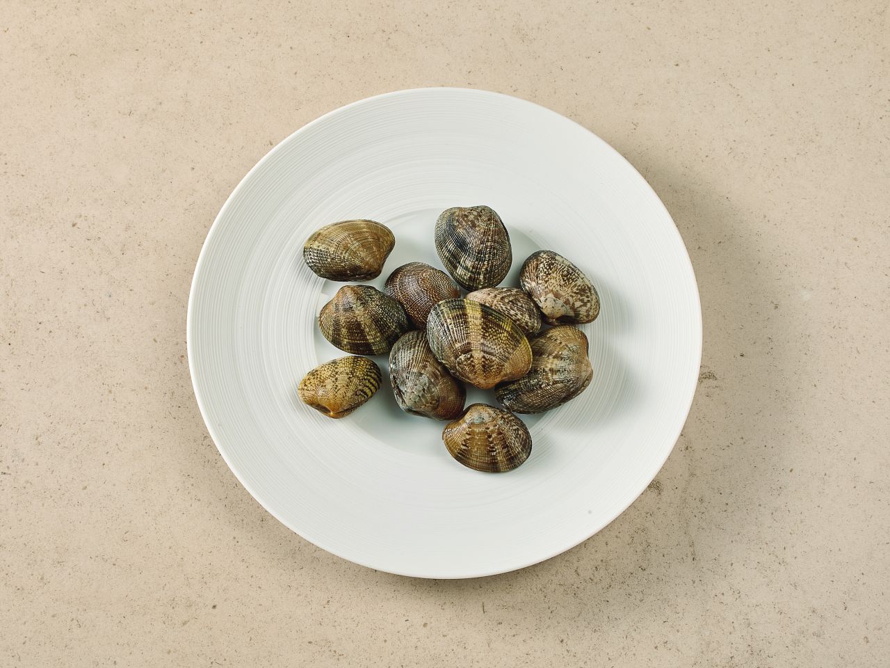 Venusmuscheln