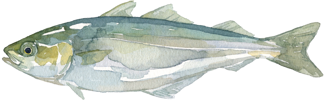 Fischlexikon: Seelachs