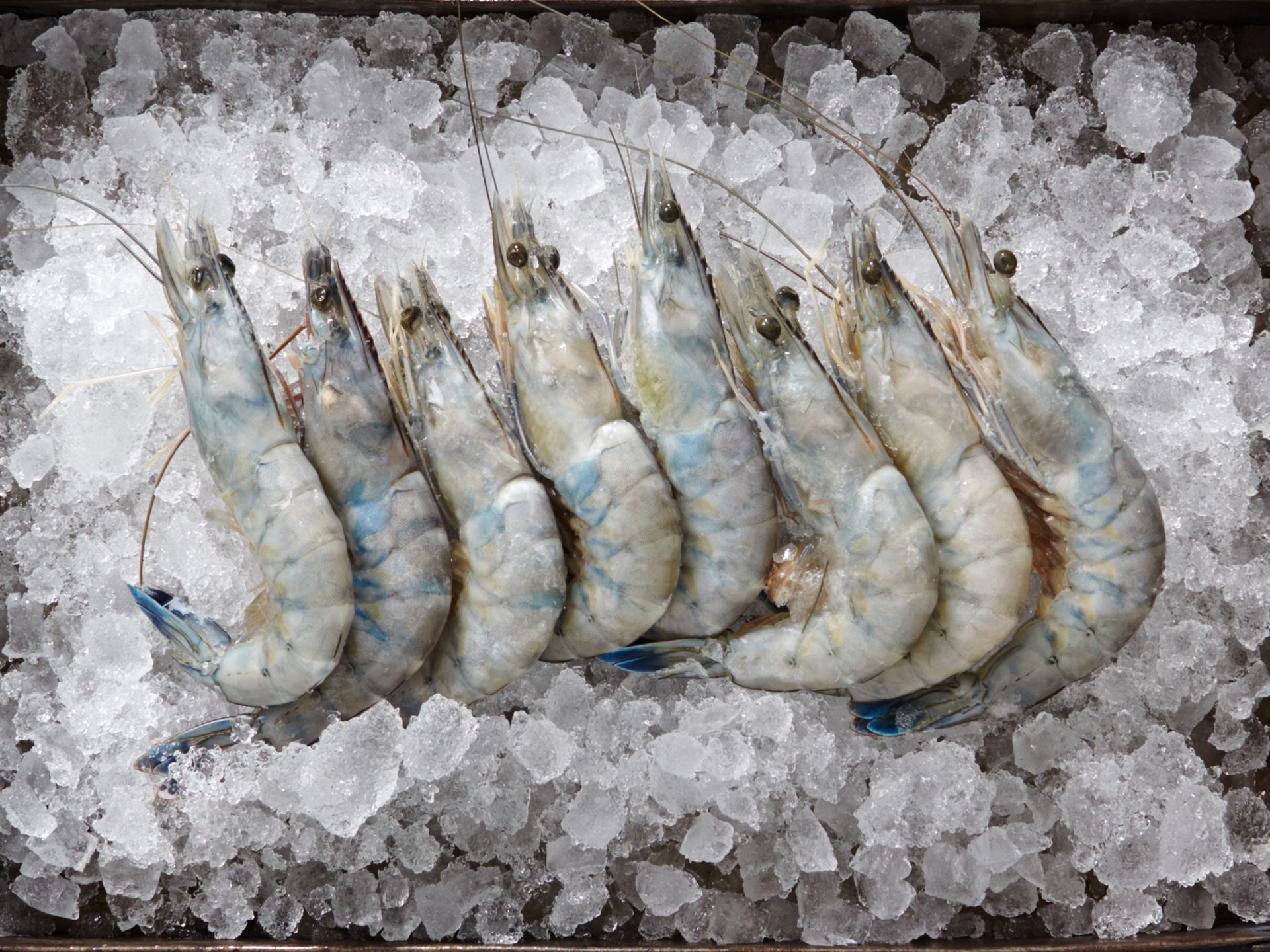 Fisch richtig einfrieren