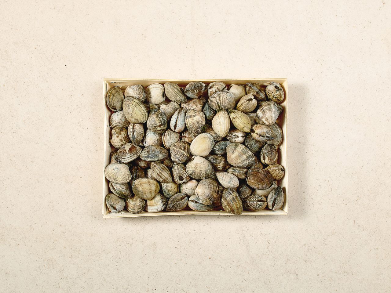 Venusmuscheln