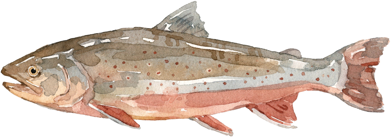 Fischlexikon: Saibling