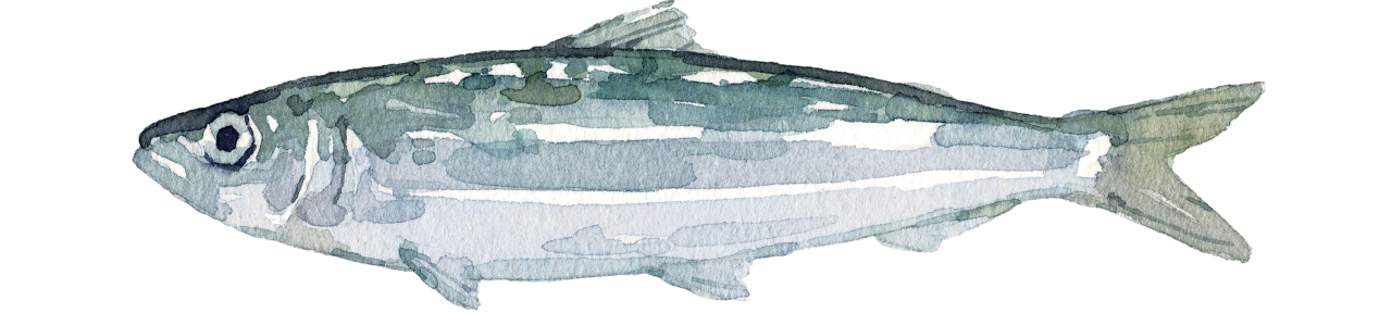 Fischlexikon: Sardine Fischlexikon: Sardine