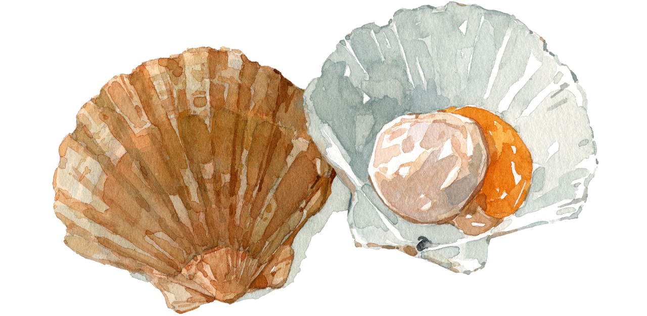 Fischlexikon: Jakobsmuschel Fischlexikon: Jakobsmuschel