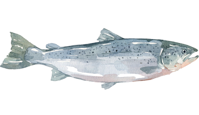 Fettfische Fettfische