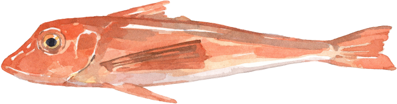 Roter Knurrhahn
