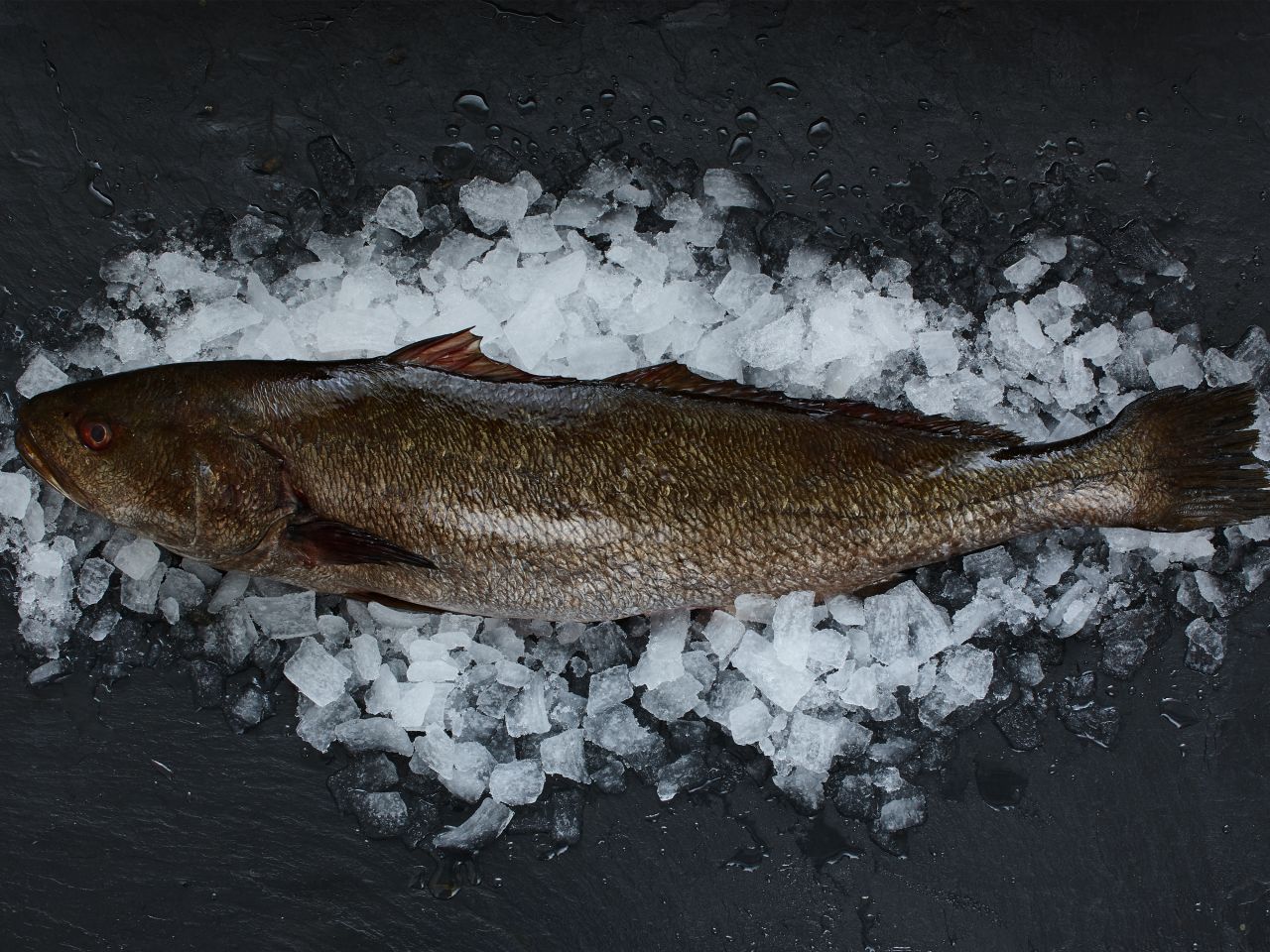 adlerfisch-kaufen-Deutsche-See-Onlineshop