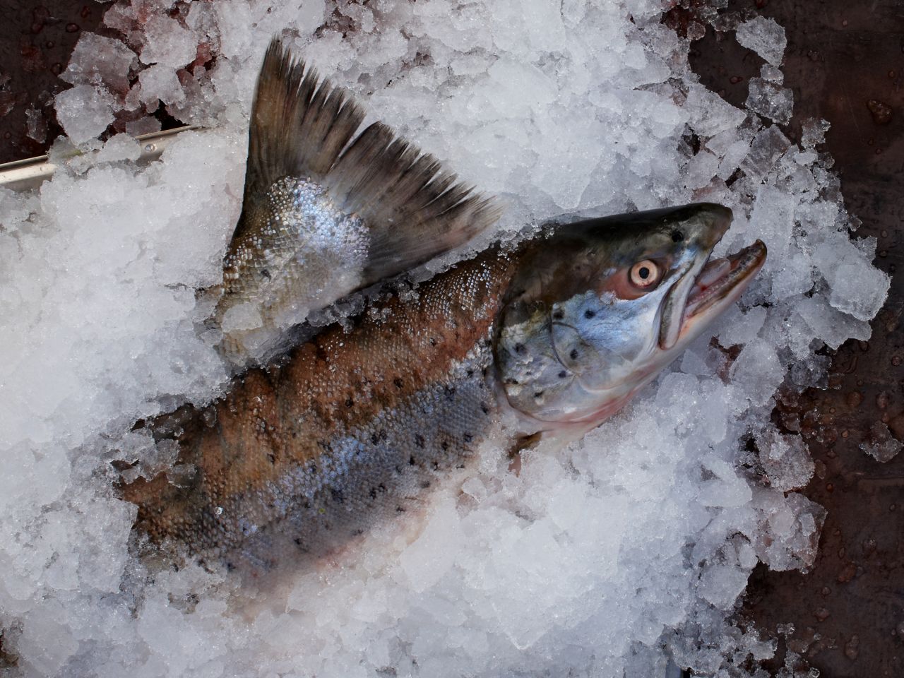 Wildlachs Wildlachs