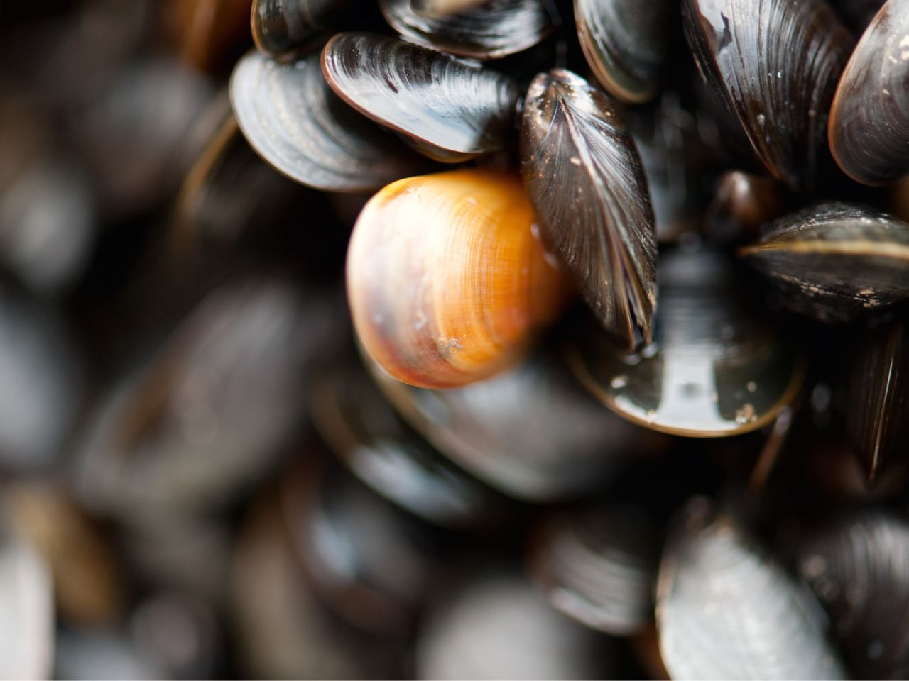 Der Miesmuschel-Check Der Miesmuschel-Check