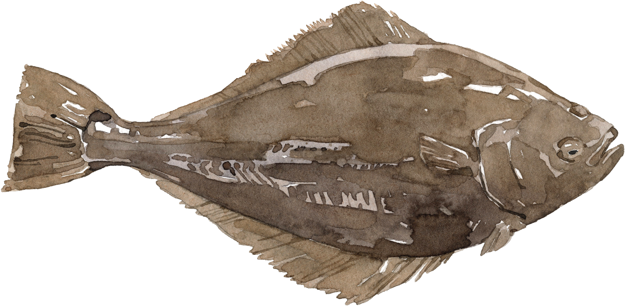 Fischlexikon: Heilbutt, weiß