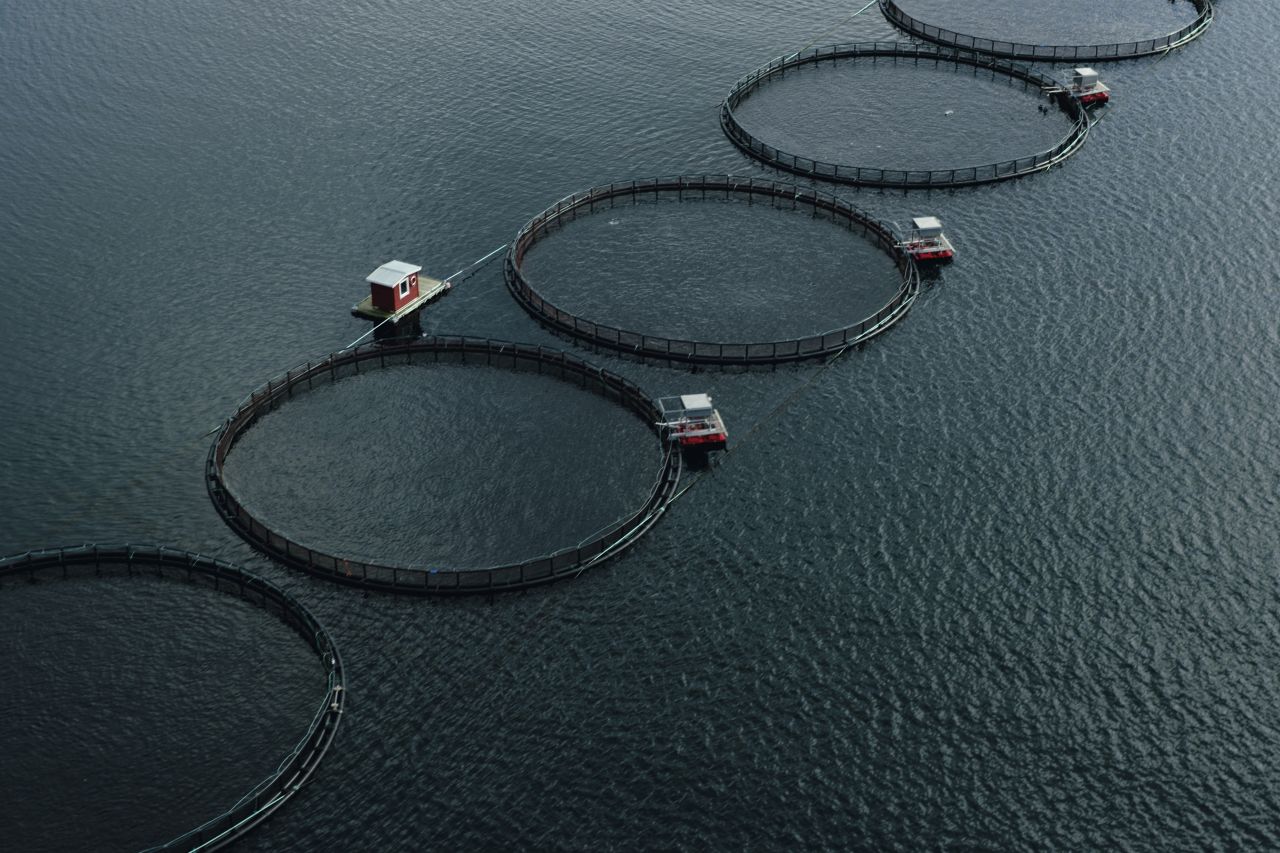 Norwegischer Lachs aus Aquakultur