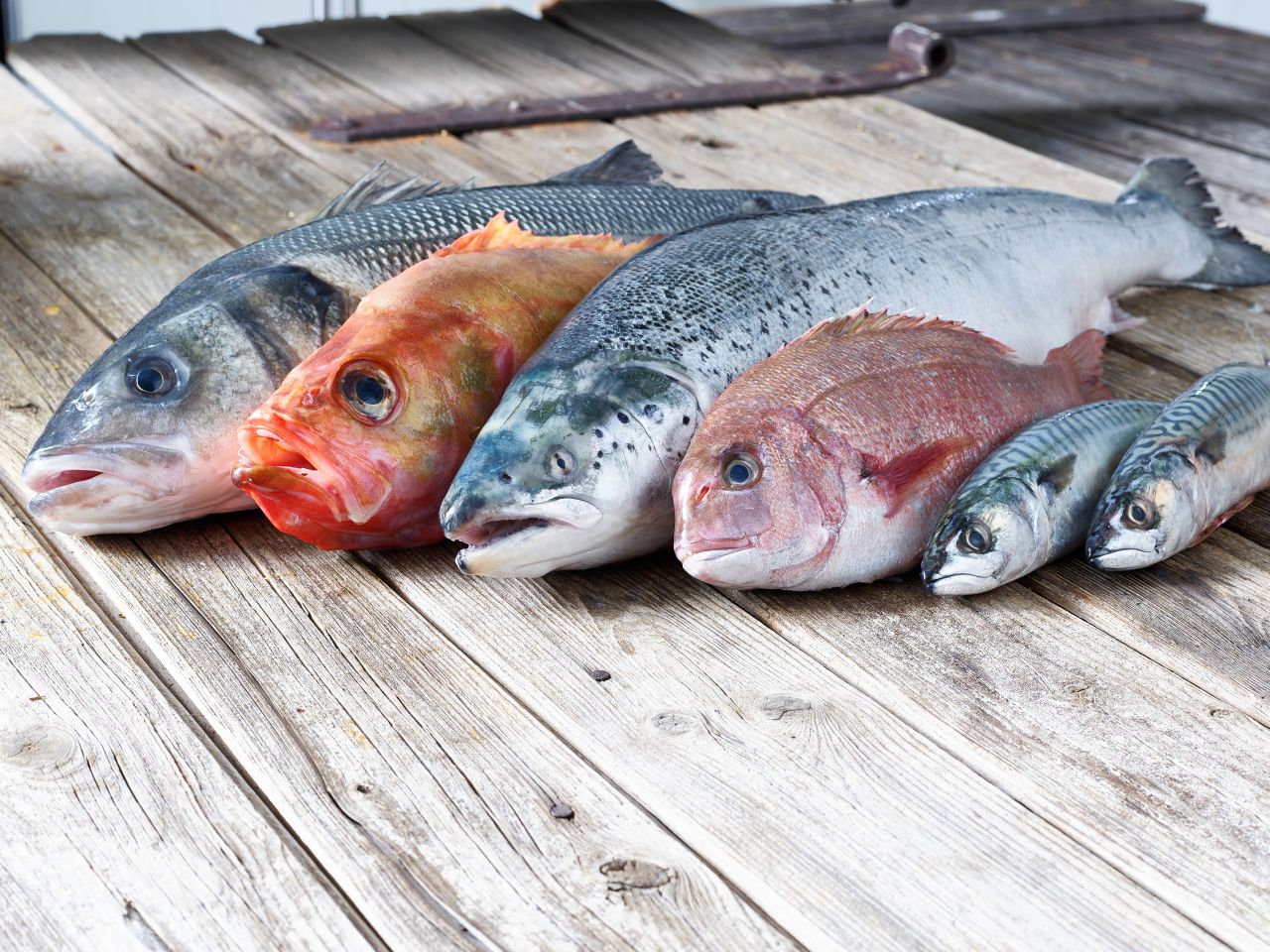 Fische-Sorten-kaufen-Deutsche-See-Onlineshop