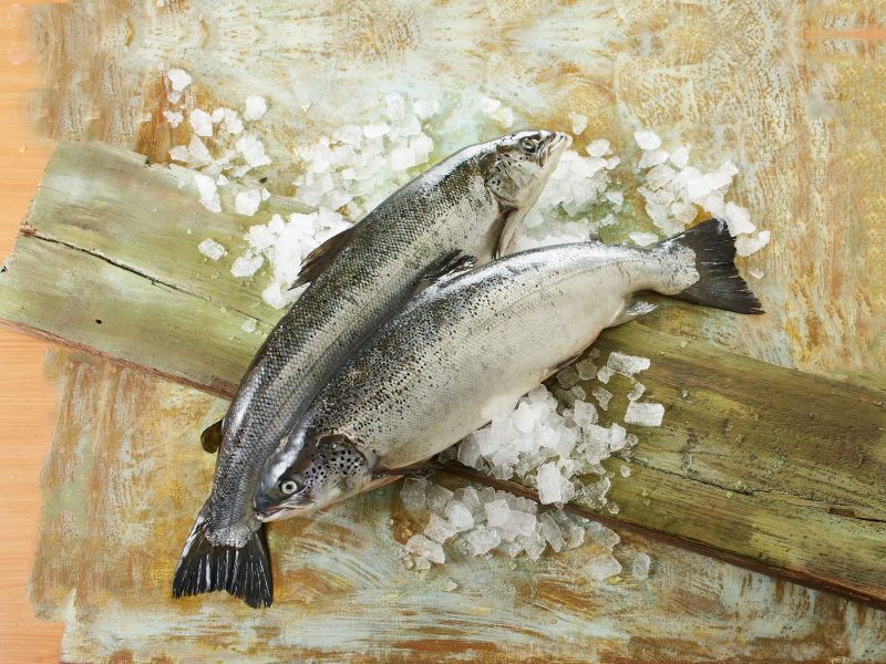 BIO-Lachs