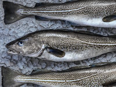 Skrei aus Norwegen
