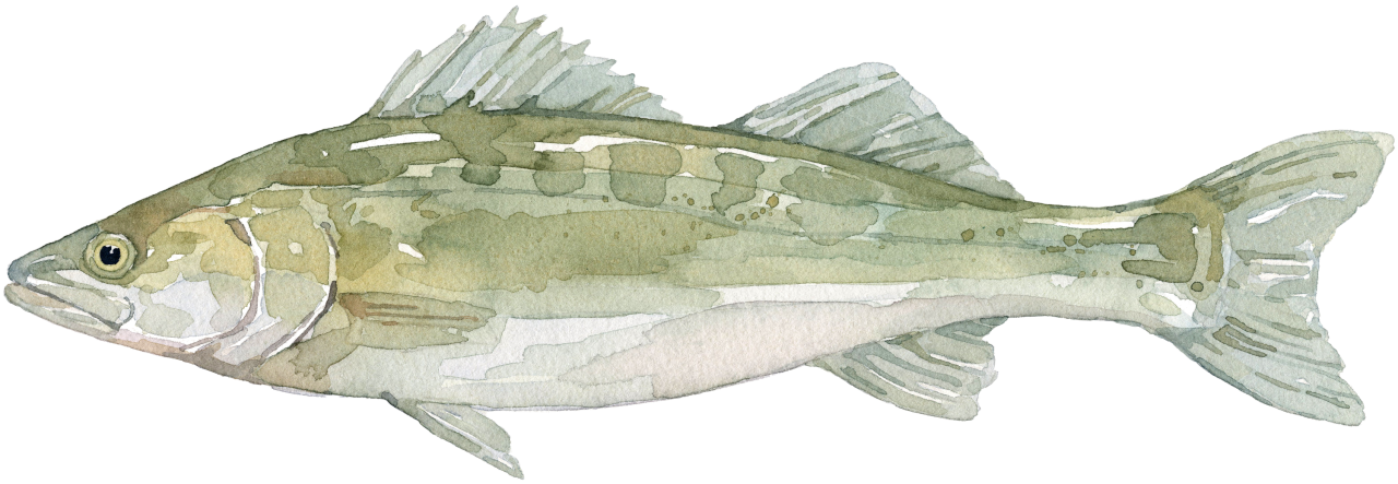Fischlexikon: Zander