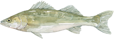 Zander
