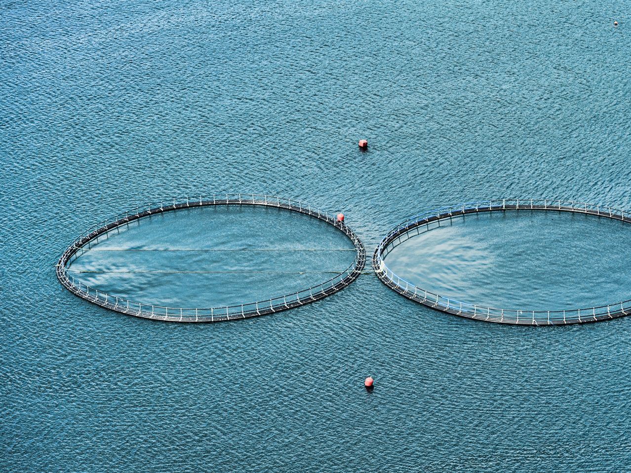 Aquaculture Stewardship Council (ASC)