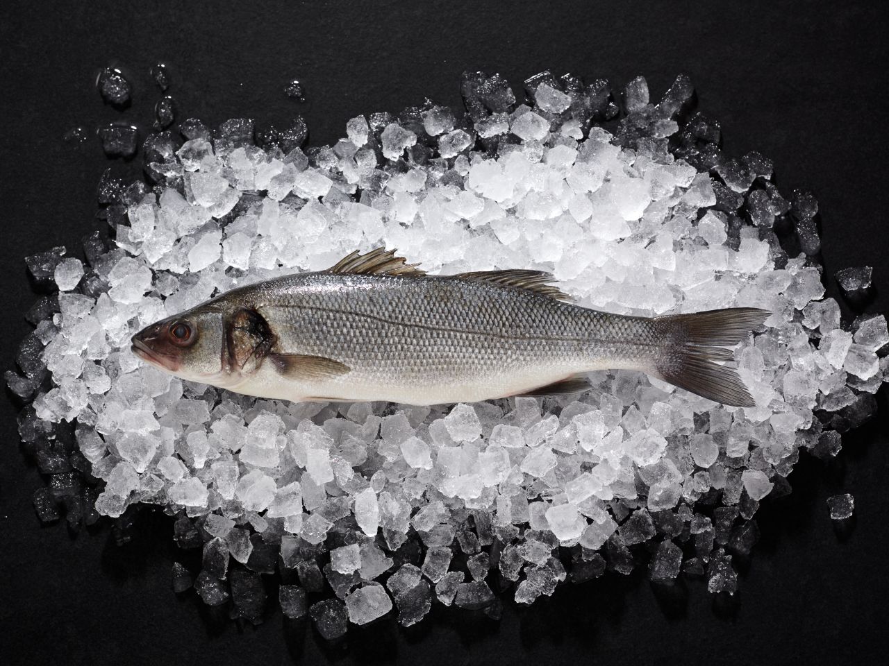 loup-de-mer-kaufen-Deutsche-See-Onlineshop