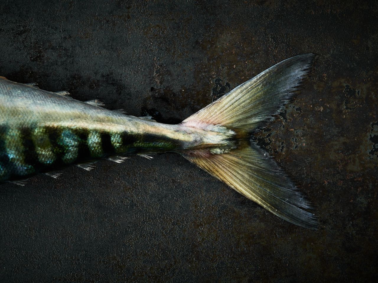 Fischkunde