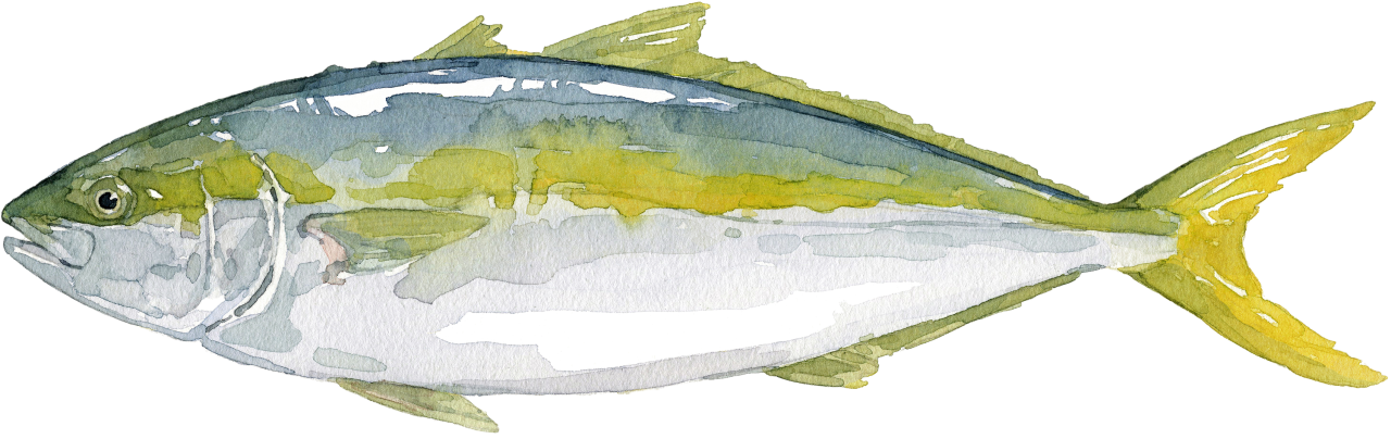 Fischlexikon: Gelbschwanzmakrele