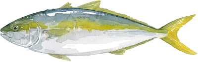 Gelbschwanzmakrele