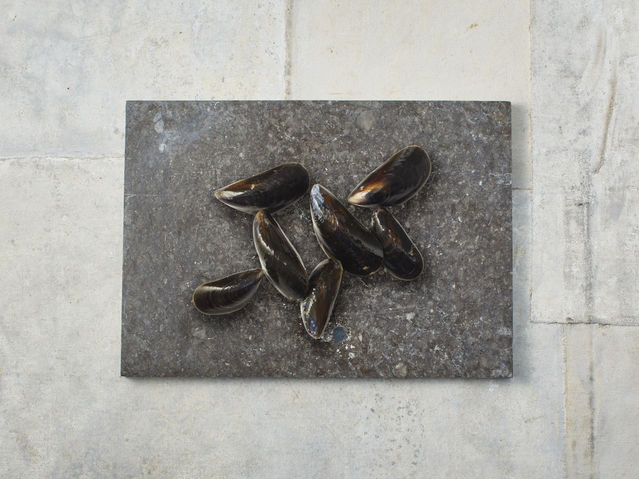 Bouchot-Muschel Bouchot-Muschel