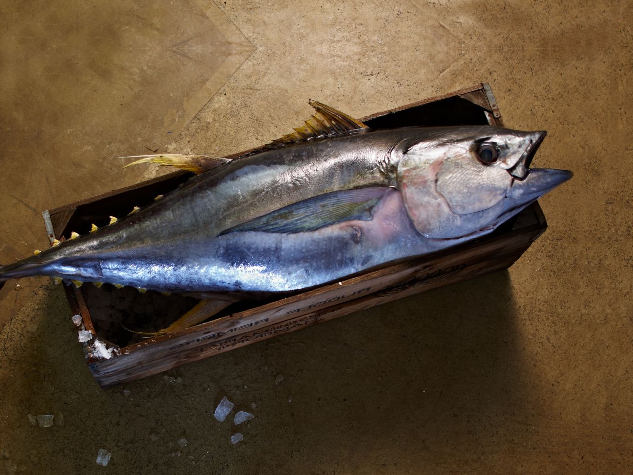 Thunfisch Thunfisch