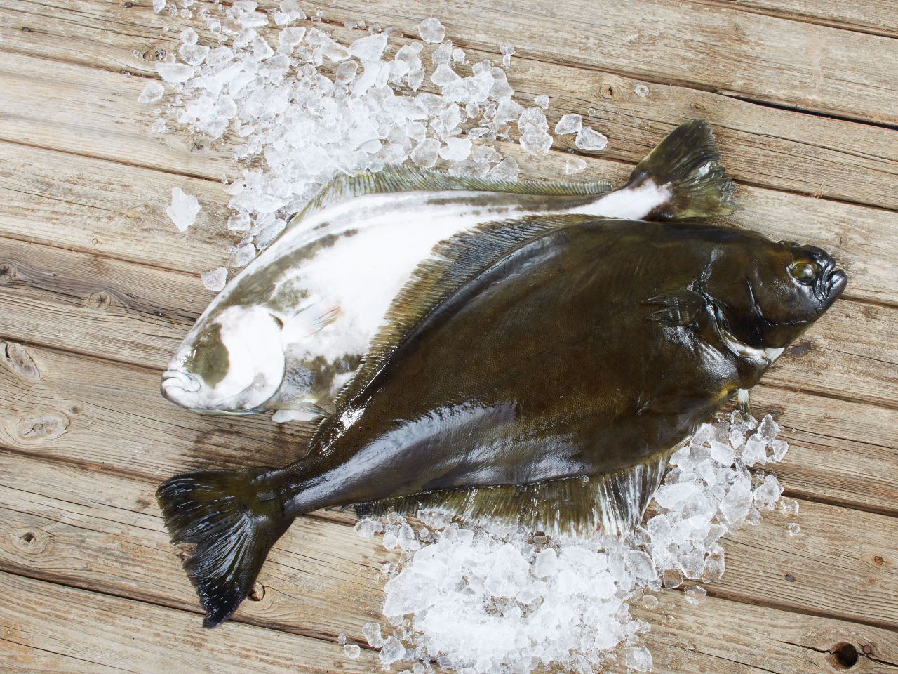 Weißer Heilbutt – der Große aus der Tiefe Weißer Heilbutt – der Große aus der Tiefe