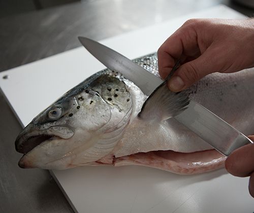 Wie filetiere ich einen Lachs? - So geht's