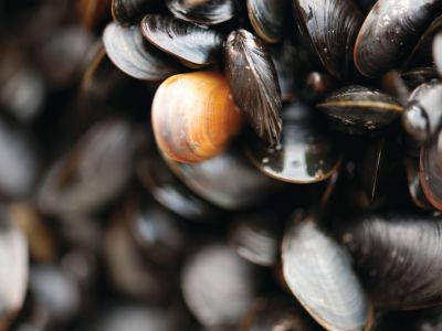 Kleine Muschelkunde