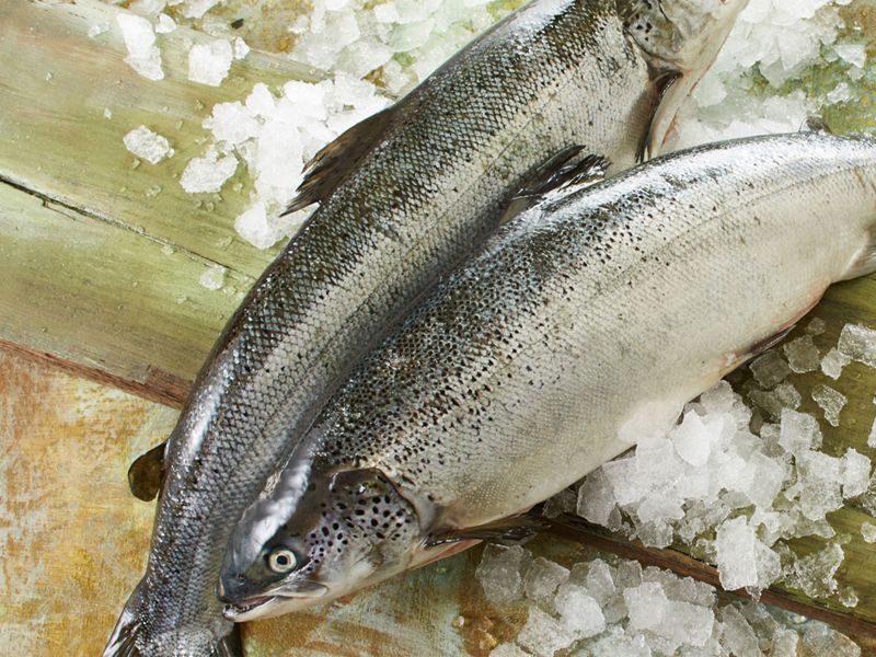 Bio-Lachs